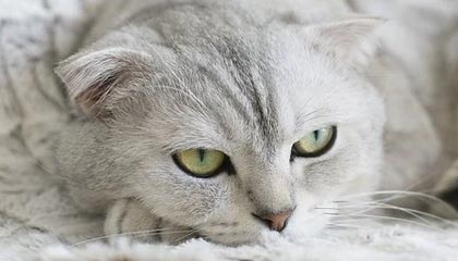 米兰体育在线登录-国足年度失控回合的战术恢复机制分析，国足总结失败 低估对手