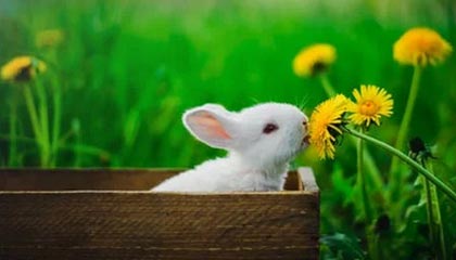 米兰体育在线登录-国足年度失控回合的战术恢复机制分析，国足总结失败 低估对手